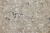 ASTERUM A1105 Trufaldino ASTERUM A1105 Trufaldino