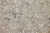 ASTERUM A1105 Trufaldino ASTERUM A1105 Trufaldino